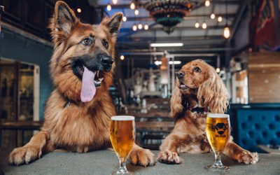Meet the Brewer in Stockholm- Brewdog Bar Kungsholmen